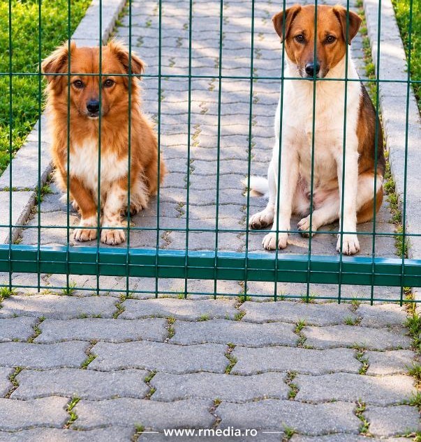 Ce încearcă să-ți spună câinele când te privește insistent caine-pet